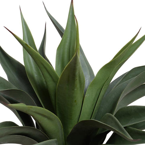 Agave Americana Plant in Short Round Pot, 24"H