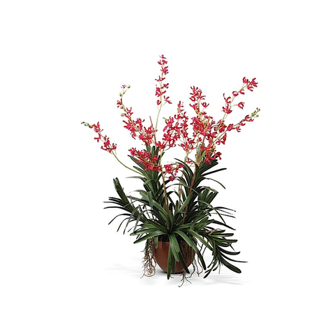 Vanda Orchid in Terracotta - Red