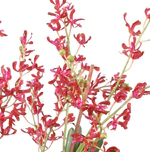 Vanda Orchid in Terracotta - Orange