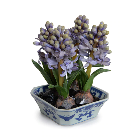 Hyacinth Bulbs in Blue & White Dish