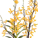 Aranda Orchid in Terracotta - Yellow