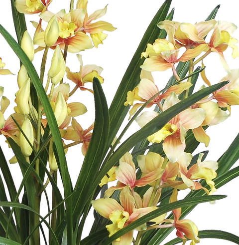Cymbidium Orchid in Terracotta - Yellow