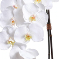 Phalaenopsis Orchid x2 in Glass Cylinder - White - IN STOCK