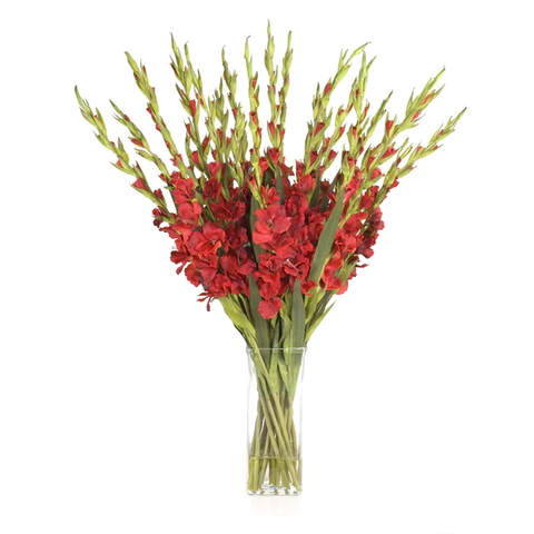 Gladiolus Arrangement in Glass - Red