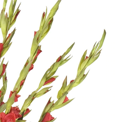 Gladiolus Arrangement in Glass - Red
