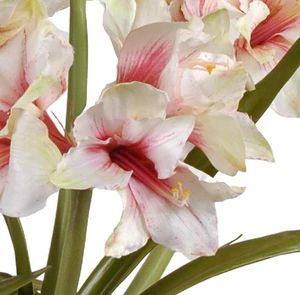 Amaryllis Arrangement - in Terracotta Tray