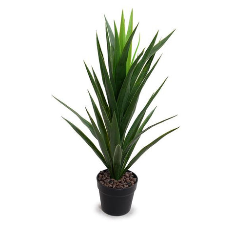 Yucca Plant in Round Pot, 30"H