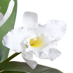 Cattleya Orchid in Terracotta - White