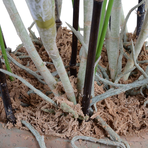 Spider Orchid in Terracotta - Orange