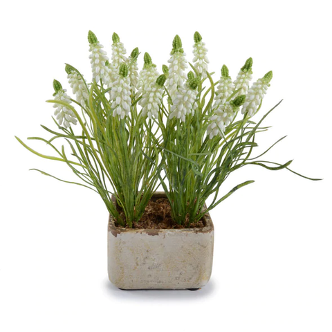 Grape Hyacinth in Terracotta - White