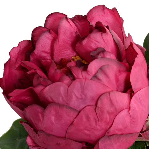 Peony Cutting in Porcelain Bowl - Dark Fuchsia
