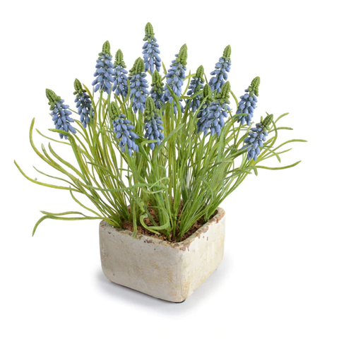 Grape Hyacinth in Terracotta - Blue