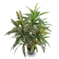 Dracaena Plant, 36" - Red Green