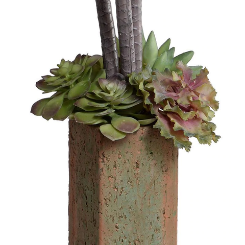 Dracaena Marginata Succulents in Terracotta Column