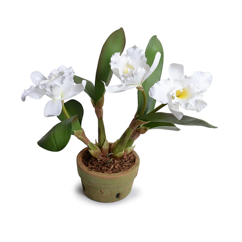 Cattleya Orchid in Terracotta - White