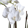 Phalaenopsis Orchid x5 in Ceramic Bowl - White IN STOCK