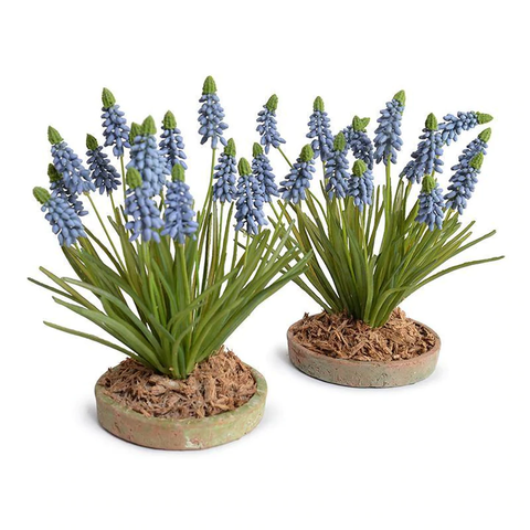 Grape Hyacinth in Terracotta Dish - Blue