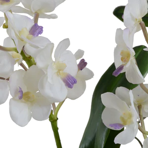 Vanda Orchid in Glazed Clay Pot - White