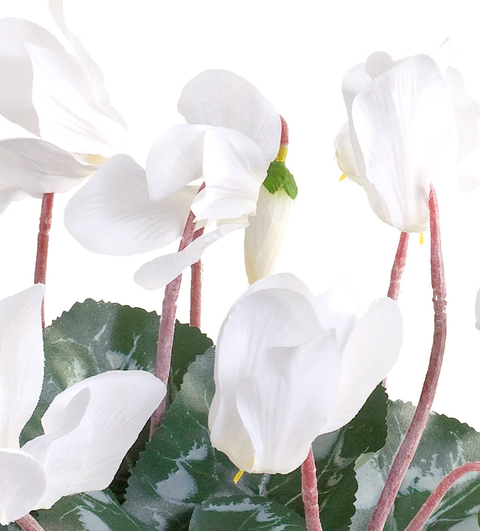 Cyclamen Plant in Terracotta - White-Red