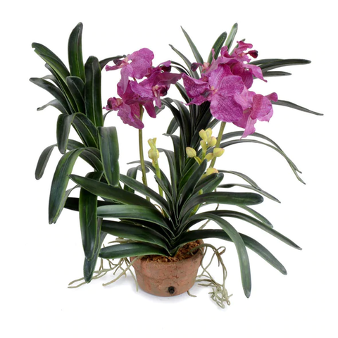 Vanda Orchid in Terracotta - Purple