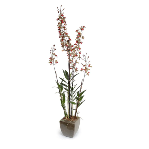 Dendrobium Orchid in Glazed Terracotta - Red-geen