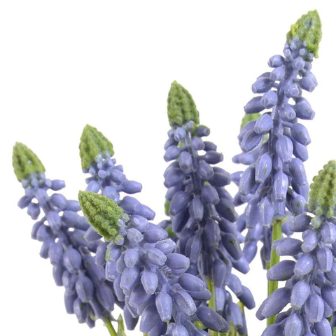 Grape Hyacinth in Glass - Blue