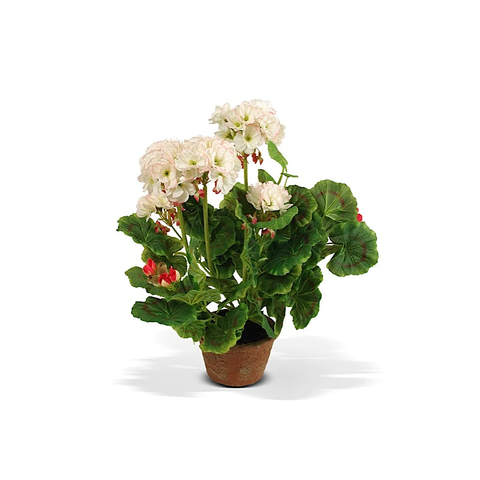 Geranium Plant in Terracotta - Cream