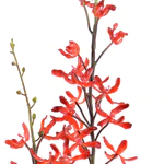 Aranda Orchid in Mirror Vase - Red