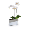 Phalaeonpsis Orchid x3 in Mirror Envelope - White - IN STOCK