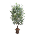 Olive tree, 5.5'