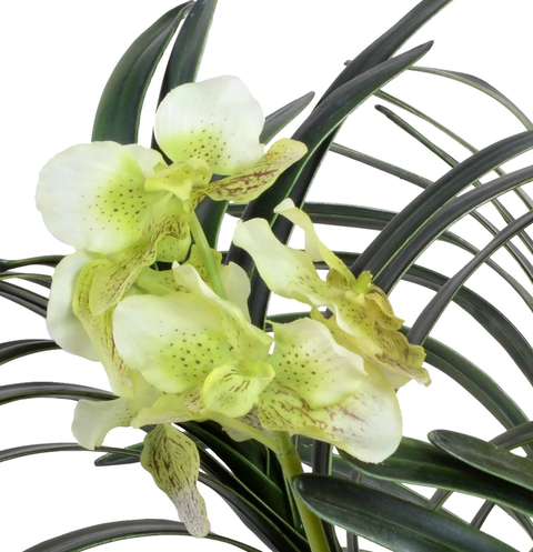 Vanda Orchid in Terracotta - Green