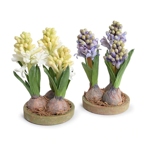 Hyacinth Bulb x3 in Terracotta Dish - Blue
