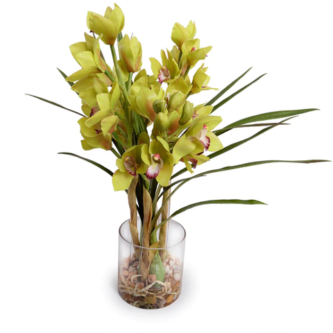 Cymbidium Orchid (Large) - Green