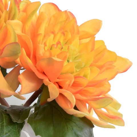 Dahlia Cutting in Glass - Coral Orange