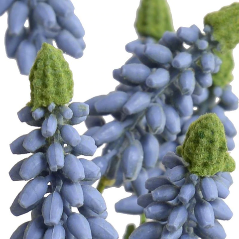 Grape Hyacinth in Terracotta Dish - Blue