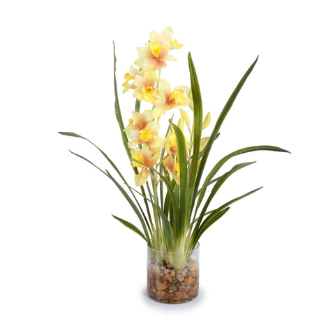 Cymbidium Orchid in Glass - Yellow