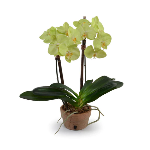 Phalaenopsis Orchid x2 in Rustic Terracotta - Green