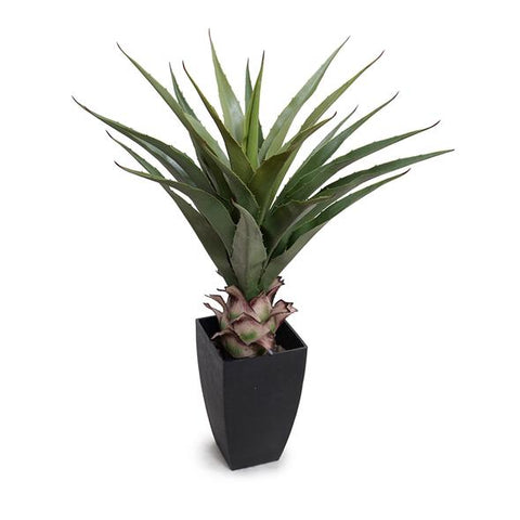 Agave Americana Plant in Square Pot, 28"H