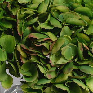 Hydrangea Arrangement - Green