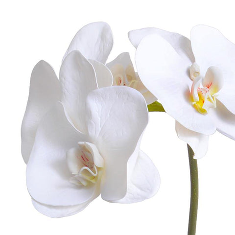 Phalaenopsis Orchid x2 in Glass Envelope, 24H - White