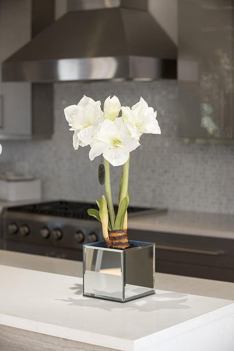 Amaryllis in Mirror Vase - White