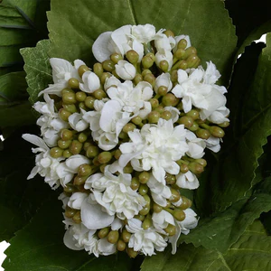 Hydrangea Bud Bouquet - White
