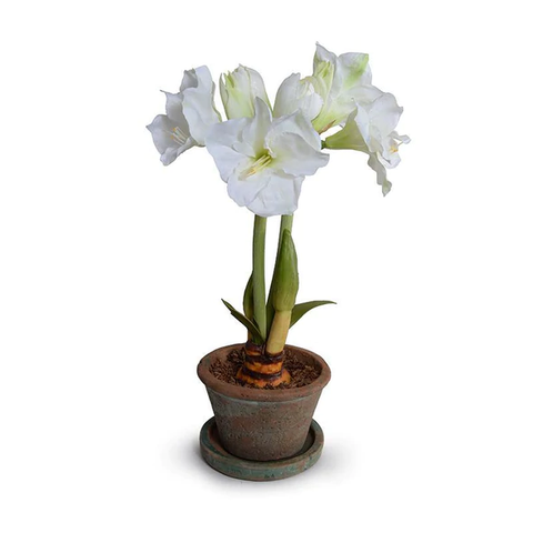 Amaryllis Plant in clay pot - White