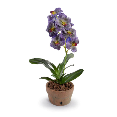 Vanda Orchid in Terracotta - Purple