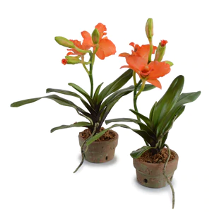 Cattleya Orchid in Terracotta - Orange