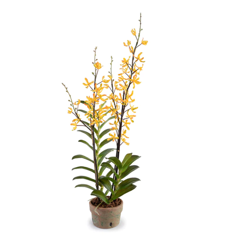 Aranda Orchid in Terracotta - Yellow
