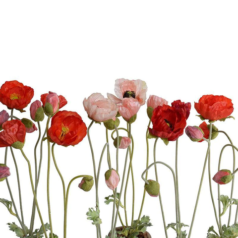 Poppy in Terracotta - Red