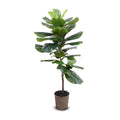 Fiddle Leaf Fig Tree, 48" - IN STOCK