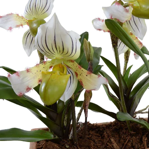 Lady's Slipper Orchid