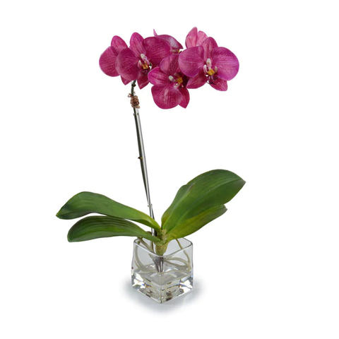 Phalaenopsis Orchid in Glass Cube - Fuchsia